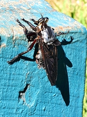 Blepharotes splendidissimus