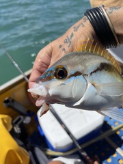 Scolopsis monogramma