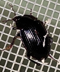 Agyrtidae