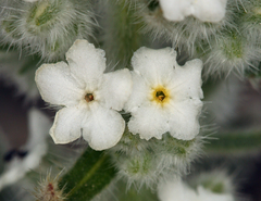 Oreocarya hoffmannii