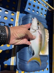 Scolopsis monogramma