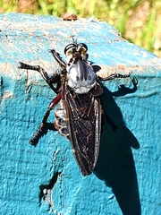 Blepharotes splendidissimus