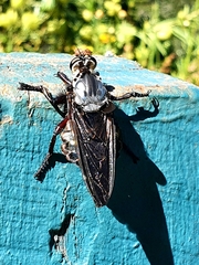 Blepharotes splendidissimus