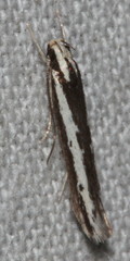 Ardozyga stratifera