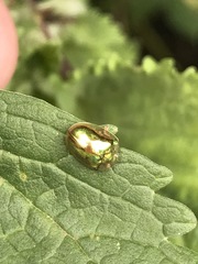 Charidotella succinea