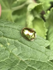 Charidotella succinea