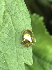 Charidotella succinea