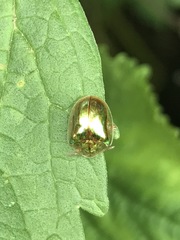 Charidotella succinea