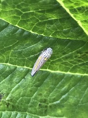 Graphocephala aurora