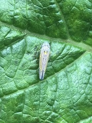 Graphocephala aurora