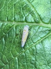 Graphocephala aurora
