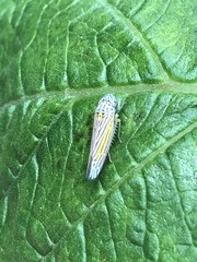 Graphocephala aurora