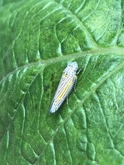 Graphocephala aurora