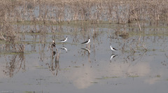Himantopus mexicanus