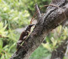 Strongylurus thoracicus