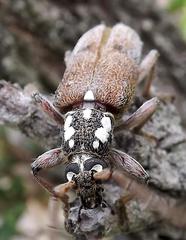 Strongylurus thoracicus