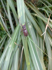 Lucanus datunensis