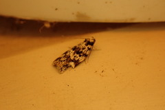 Lichenaula appropinquans