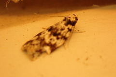 Lichenaula appropinquans