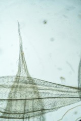 Brachythecium tauriscorum