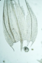 Brachythecium tauriscorum