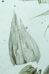 Brachythecium tauriscorum