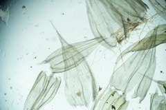 Brachythecium tauriscorum