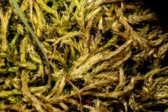 Brachythecium tauriscorum