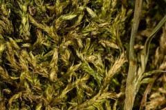 Brachythecium tauriscorum