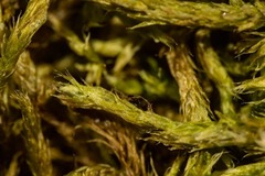 Brachythecium tauriscorum