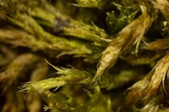 Brachythecium tauriscorum