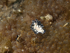 Maritigrella fuscopunctata