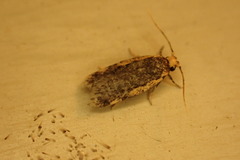 Hoplostega ochroma