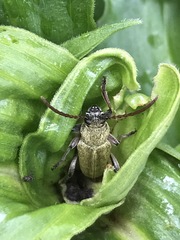 Ochraethes brevicornis