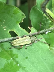 Ochraethes brevicornis