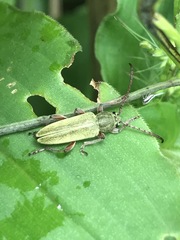 Ochraethes brevicornis