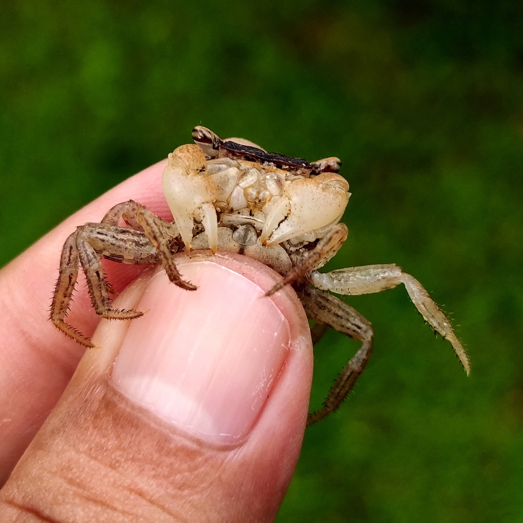 marble crab