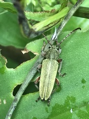 Ochraethes brevicornis