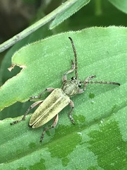 Ochraethes brevicornis