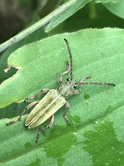 Ochraethes brevicornis