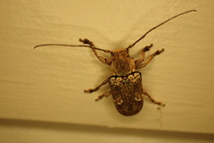 Prosoplus mediofasciatus