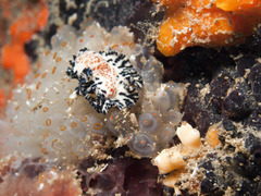 Maritigrella fuscopunctata