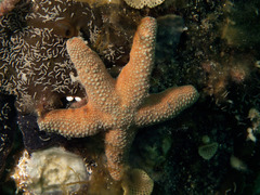Nepanthia crassa
