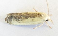 Antaeotricha furcata