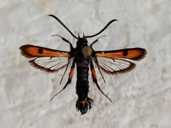 Chamaesphecia chalciformis