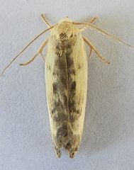 Antaeotricha furcata