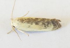 Antaeotricha furcata