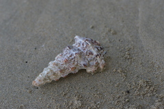 Cerithium nodulosum