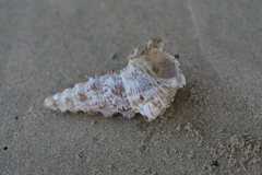 Cerithium nodulosum