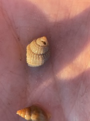 Nassarius perpinguis